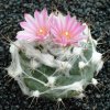 Turbinicarpus_lauii